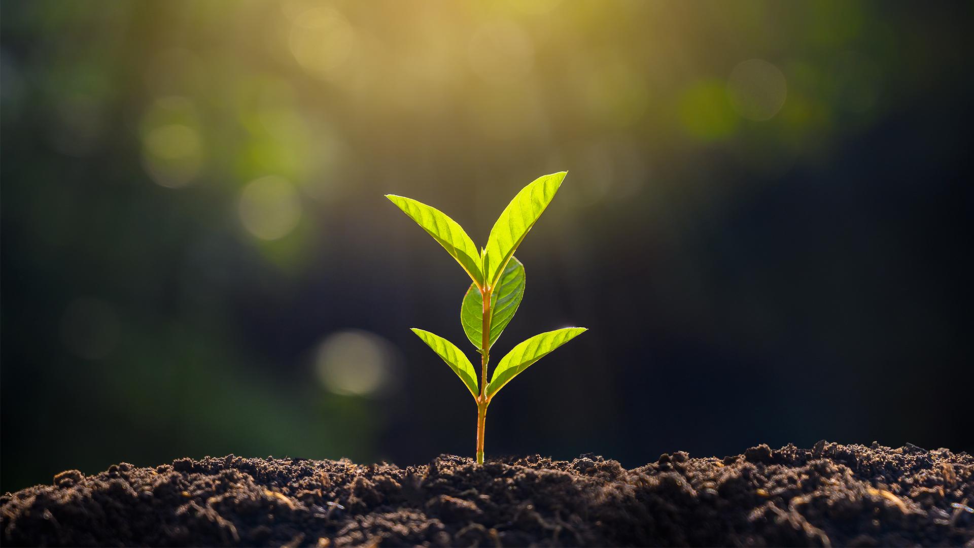 Tiny Plant Growing in Dirt